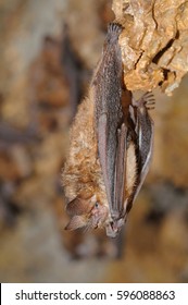 Geoffroy's Bat Myotis Emarginatus,  Species Of Vesper Bat.