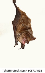 Geoffroy's Bat Myotis Emarginatus,  Species Of Vesper Bat. White Background