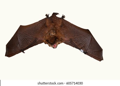 Geoffroy's Bat Myotis Emarginatus,  Species Of Vesper Bat. White Background