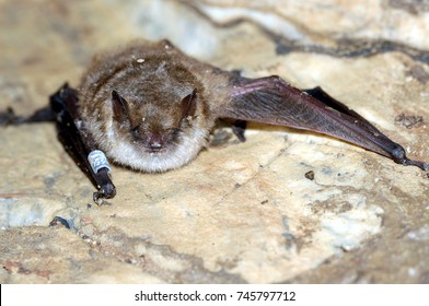 Geoffroy's Bat Myotis Emarginatus,  Species Of Vesper Bat.Ringed