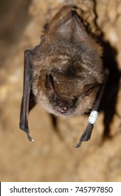 Geoffroy's Bat Myotis Emarginatus,  Species Of Vesper Bat.Ringed