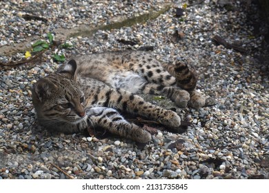 Geoffroy's cat "Leopardus geoffroyi" laying on its side 
