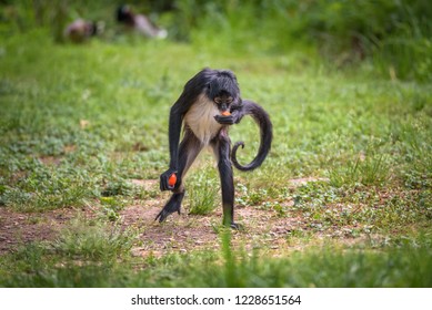 486 Geoffroys spider monkey Images, Stock Photos & Vectors | Shutterstock