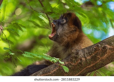 Geoffroy's Spider Monkey Vocalizing with Open Mouth on Tree