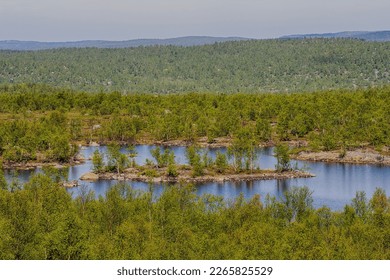 Geography. This is vernal Lapland. Boreal pine forests (Pinus friesiana open tree formation+birch) stretch to the very Arctic Circle. Glacial hills (fjelds) and Lake District