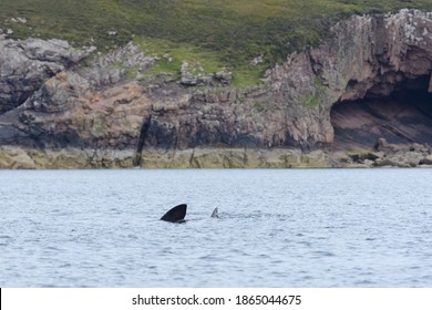 Geologic Landscape With A Basking Shark Swimming In The Sea Foreground. Wild And Natural Area Of The Isle Of Raasay In Scotland, UK. Marine Biology.