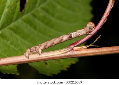 Geometer Moth Caterpillar Mimicry On Small Branch