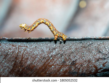 Inchworm Bilder Stockfotos Und Vektorgrafiken Shutterstock