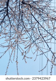  Geometric abstract composition featuring a blooming apricot tree set against a clear blue sky and parallel electrical wires along the frame's edge.