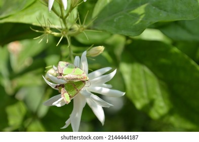 Geometric moth, Agathia quinaria. Lepidoptera animalia insecta Arthropoda India. Summer season. Metamorphosis. Beautiful green and brown coloured moth. Flower.