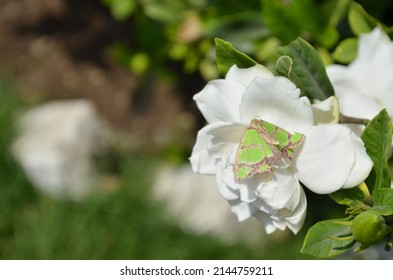 Geometric moth, Agathia quinaria. Lepidoptera animalia insecta Arthropoda India. Summer season. Metamorphosis. Beautiful green and brown coloured moth.