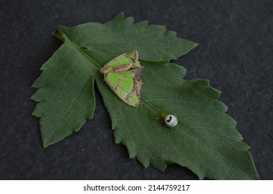 Geometric moth, Agathia quinaria. Lepidoptera animalia insecta Arthropoda India. Summer season. Metamorphosis. Beautiful green and brown coloured moth.