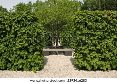Geometric pattern of green hedge labyrinth in botanical garden Path in the park, nature background. Bush landscape design. Green hedge maze tunnel flowerbed