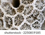 Geometric patterns of bleached corals
