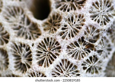Geometric patterns of bleached corals
