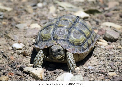 A Geometric Tortoise On A Farm In South Africa