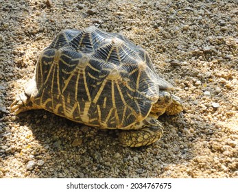 1,809 Tortoise Geometric Images, Stock Photos & Vectors | Shutterstock