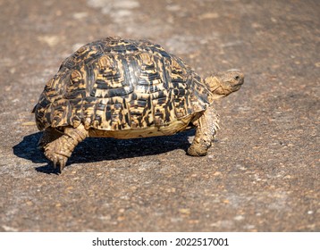 Geometric Tortoise On Road , Kruger Park