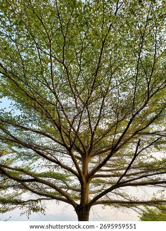 Geometric Tree Branch Pattern with Small Green Leaf Texture