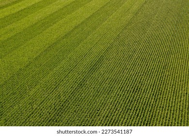 Geometrical aerial top view of a green corn field. Flying view of green corn seedlings. Corn tops in pattern. Agricultural landscape.
