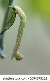 Geometridae Caterpillar Hanging Of A Leaf