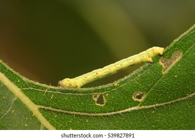 Geometridae On Plant In The Wild