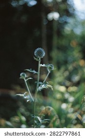 Nature’s Geometry. Celestial Bloom. Silver Sphere