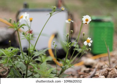 Geophysical field work using resistivity measurement surrounded by beautiful small flowers 