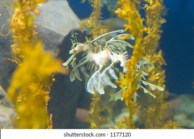 Georgia Aquarium At Atlanta