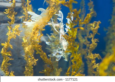 Georgia Aquarium At Atlanta