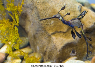 Georgia Aquarium At Atlanta