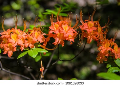 Georgia Native Azalea Wildflowers