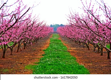 1,356 Georgia peaches Images, Stock Photos & Vectors | Shutterstock