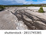 Geothermal Drainage Patterns in Back Basin, Norris Geyser Basin, Yellowstone National Park, Wyoming, USA