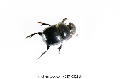Geotrupes and Scarabaeus (Pentodon) The beetle is isolated on a white background