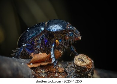 3,834 Forest Dung Images, Stock Photos & Vectors | Shutterstock