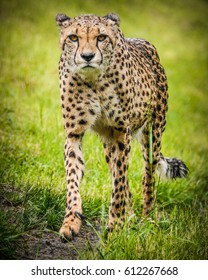 Gepard