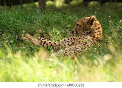 Gepard, Africa, Safari