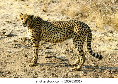 Gepard In Namibia Savannah