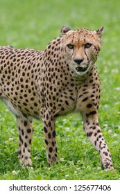Gepard portrait