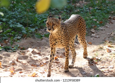 Gepard Walking In Zoo