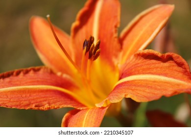 Ger Lilies Spread Easily, Grow In A Wide Range Of Soils, Common In America