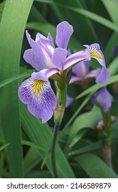 Gerald Derby windermere iris (Iris 'Gerald Derby'). Hybrid between Iris versicolor and Iris virginica.