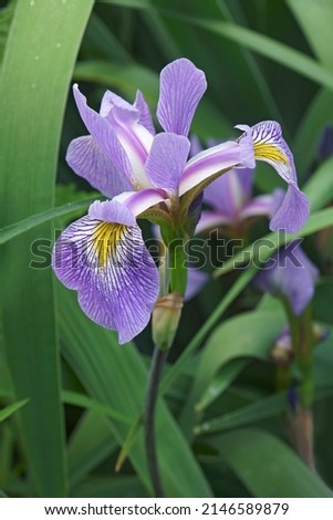 Gerald Derby windermere iris (Iris 'Gerald Derby'). Hybrid between Iris versicolor and Iris virginica.