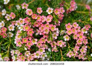 Geraldton wax flowers - Latin name - Chamelaucium uncinatum