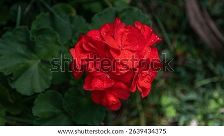 Geranio Rojo - Geranium Rojo