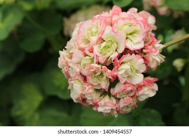 Rosebud Pelargonium Images Stock Photos Vectors Shutterstock Rosebud Pelargonium Images Stock Photos Vectors Shutterstock