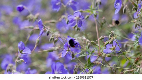 Geranium ‘Brookside’ bears large deep blue flowers in the perrenial flower border -  one of the easiest plant to grow in the ornamental garden. Bees collecting necar from the flowers.