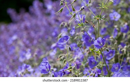 Geranium ‘Brookside’ bears large deep blue flowers in the perrenial flower border -  one of the easiest plant to grow in the ornamental garden. Bees collecting necar from the flowers.