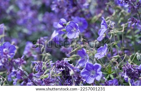 Geranium ‘Brookside’ bears large deep blue flowers in the perrenial flower border -  one of the easiest plant to grow in the ornamental garden. Bees collecting necar from the flowers.